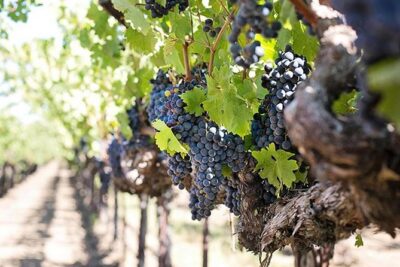 Etna trekking and wine tasting - The morning rhythm: pickup, travel time, and how you’ll use the day