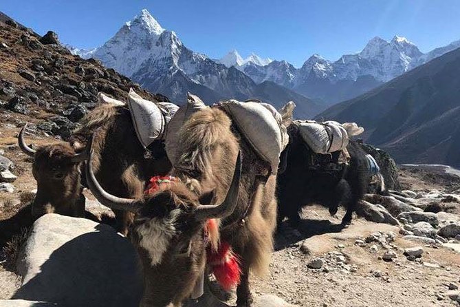 Everest Base Camp Trek 12 Days – Best Himalayan Adventure - Porter Plan and Bag Management: How Not to Feel Like a Mule