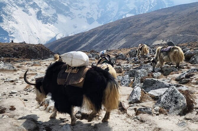 Everest Base Camp Trek from Kathmandu 12 Days - Key Highlights You’ll Feel on This Trek