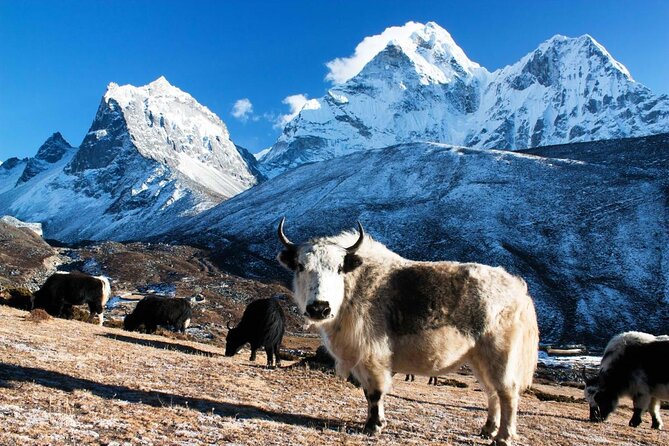 Everest Gokyo Valley Trek - 12 days - Key Highlights You’ll Feel on the Trail