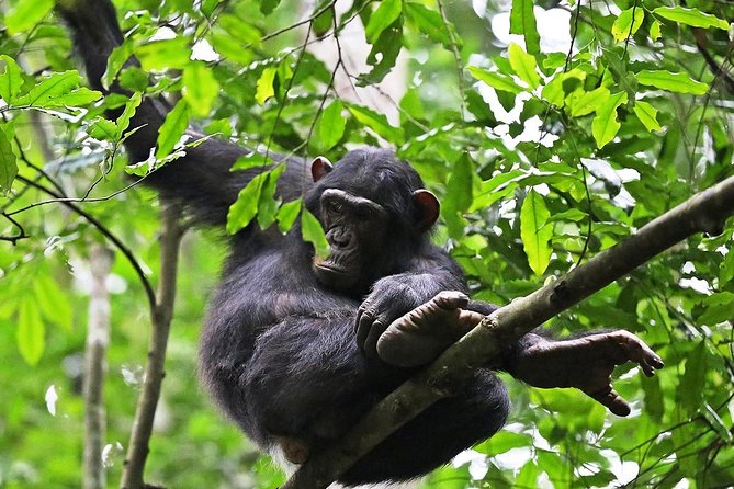 Experience Chimpanzee Trekking in Budongo Forest - Key things to know before you go