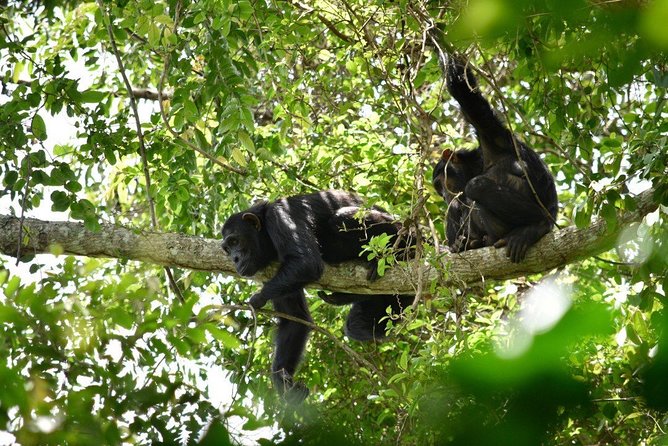 Experience Chimpanzee Trekking in Budongo Forest - Budongo Forest and chimp trekking: why it’s worth your time