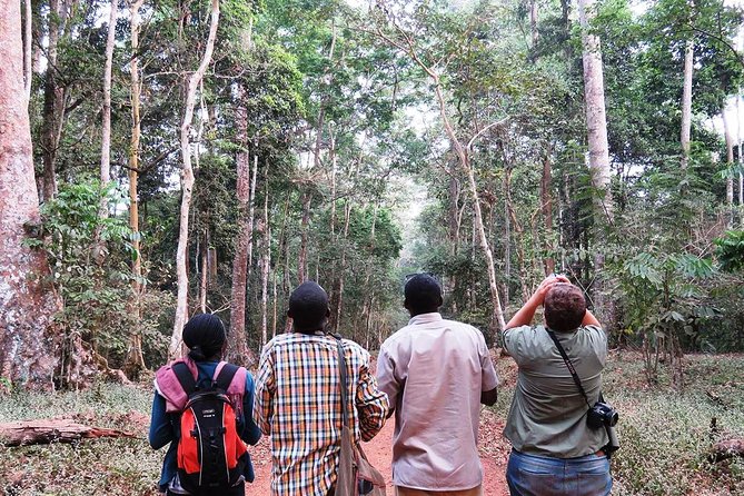 Experience Chimpanzee Trekking in Budongo Forest - The tracking clock: trekking, chimp viewing, and walking back