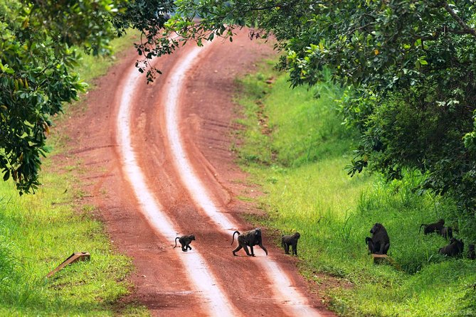 Experience Chimpanzee Trekking in Budongo Forest - Guides in Budongo: why the human part really matters