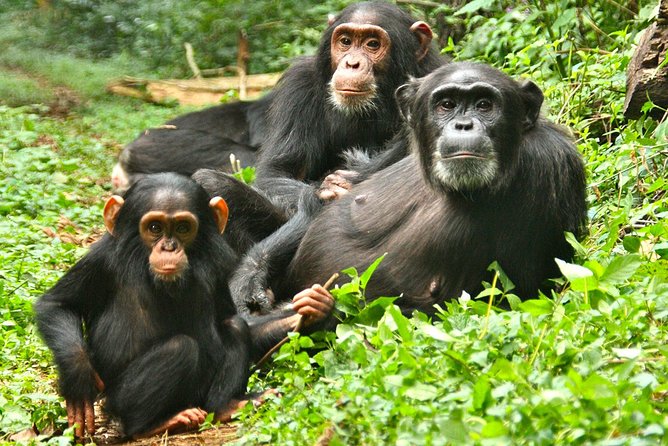 Experience Chimpanzee Trekking in Budongo Forest - Half-day trek vs full-day habituation upgrade: choosing your intensity