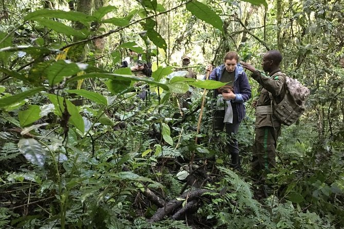 Experience Chimpanzee Trekking in Budongo Forest - Price and value: what $150 buys you in real terms