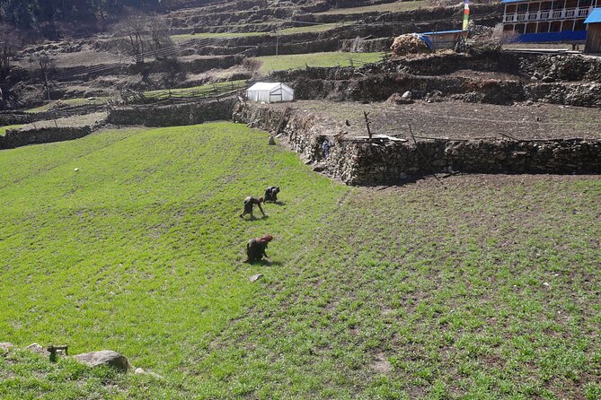 Experience the Thrill of a Lifetime:12-Days Manaslu Circuit trek - The Route in Plain English: A Day-by-Day Walk Through the Circuit
