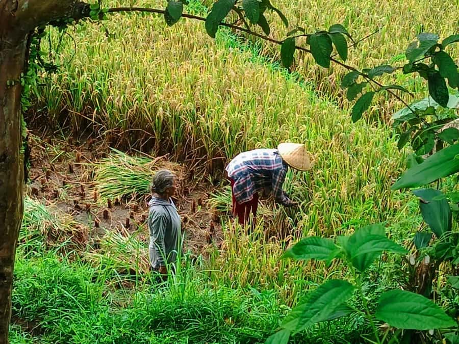 Explore rice terraces munduk & waterfall trekking experience - Key points to know before you go