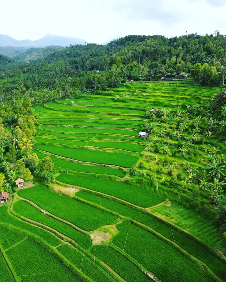 Explore rice terraces munduk & waterfall trekking experience - Munduk’s rice terraces and waterfall trekking: why this route works