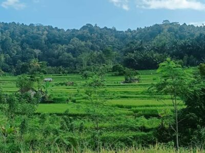 Explore rice terraces munduk & waterfall trekking experience - From Celukan Bawang Port or your hotel: how the timing fits