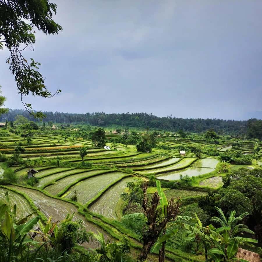 Explore rice terraces munduk & waterfall trekking experience - A short 30-minute stop that changes your perspective