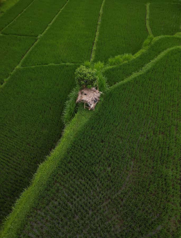 Explore rice terraces munduk & waterfall trekking experience - Lunch and local food: a real part of the value
