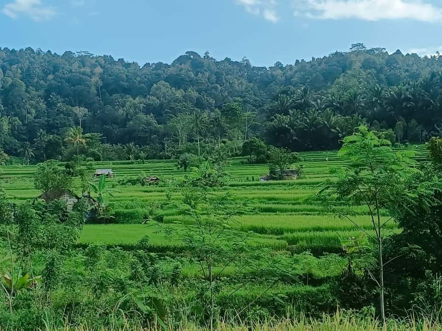 Explore rice terraces munduk & waterfall trekking experience - From Celukan Bawang Port or your hotel: how the timing fits