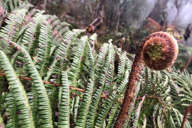 Exploring Fansipan: A 2-Day, 1-Night Trekking Adventure - Descent Choices: Hike Down vs Cable Car on Your Own Budget