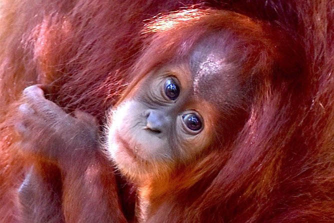 FAMILY JUNGLE TOUR: Orangutan Trek (4-hours hike) by EcoTravel Bukit Lawang - Key Things You’ll Notice on This Hike