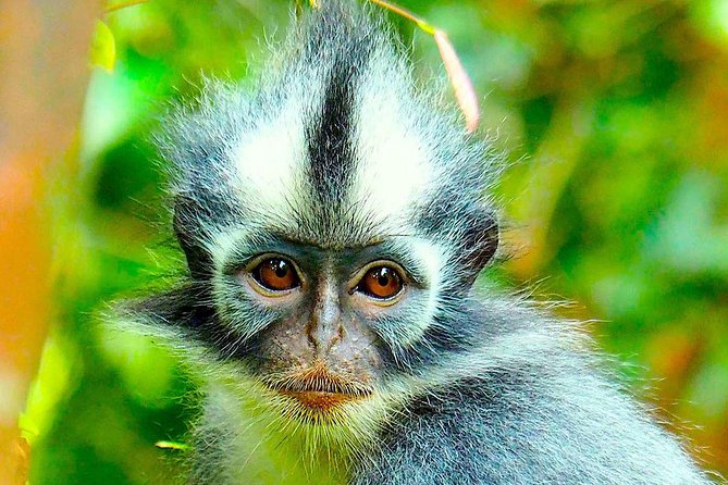 FAMILY JUNGLE TOUR: Orangutan Trek (4-hours hike) by EcoTravel Bukit Lawang - What You’ll Do in Those 4 Hours (No Mystery Stops)