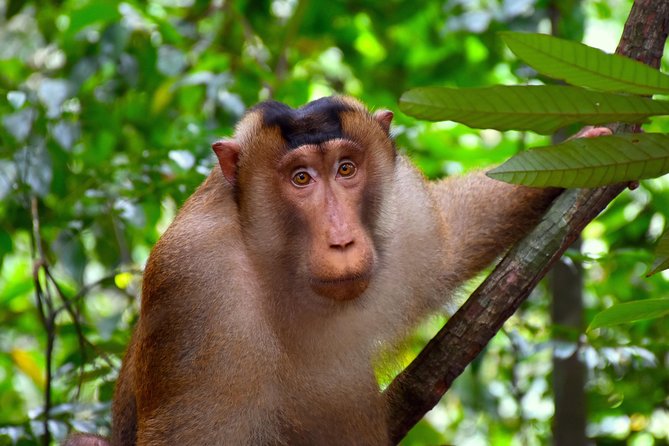 FAMILY JUNGLE TOUR: Orangutan Trek (4-hours hike) by EcoTravel Bukit Lawang - What’s Included (And Why That Changes the Value)