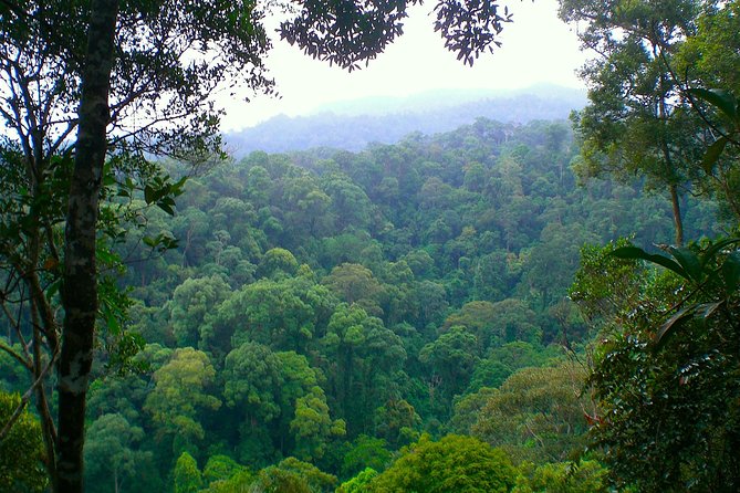 FAMILY JUNGLE TOUR: Orangutan Trek (4-hours hike) by EcoTravel Bukit Lawang - Price and Logistics: Getting Your Money’s Worth