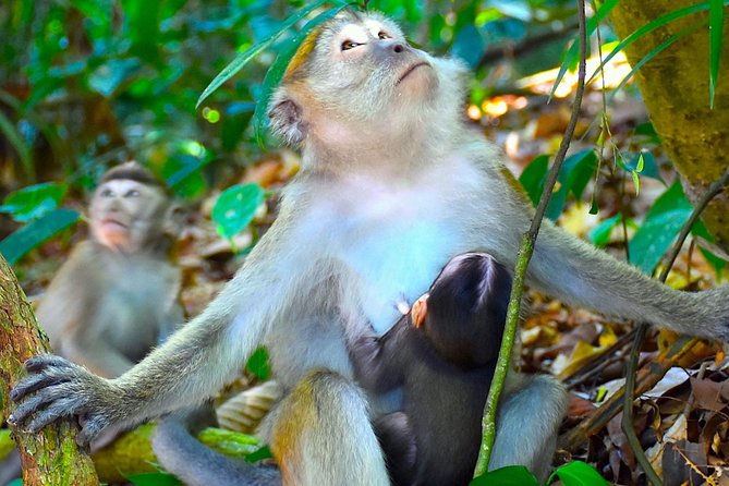 FAMILY JUNGLE TOUR: Orangutan Trek (4-hours hike) by EcoTravel Bukit Lawang - Meeting the Team the Day Before (Small Step, Big Payoff)