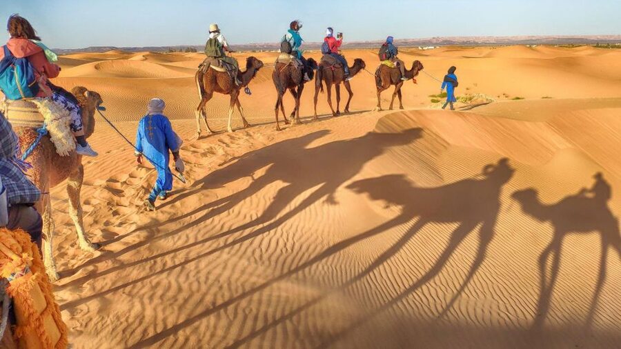 From Agadir: Camel Ride and Flamingo Trek - Forest paths, dunes near Agadir, and a peek toward the ocean