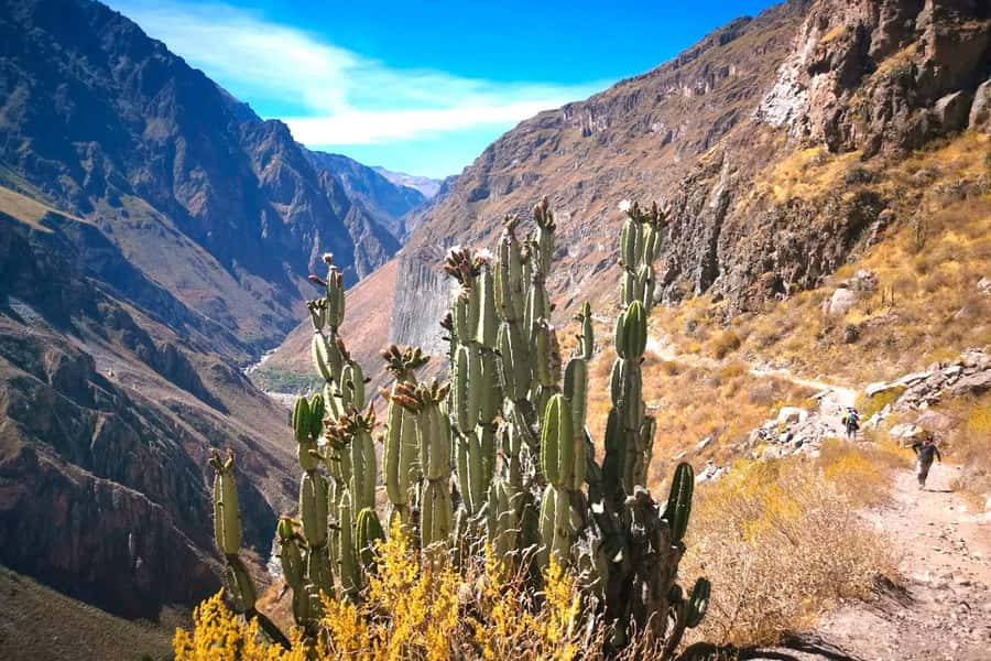 From Arequipa Trek : 2-Days of Hiking in the Colca Canyon - Colca Canyon, in two days: the value of going down and back