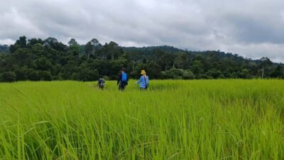 From Bangkok: Khao Yai National Park Jungle Trek with Lunch - Kilometer 30 Viewpoint: A Quick Hit of Khao Yai Views