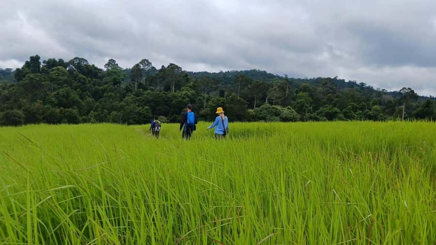 From Bangkok: Khao Yai National Park Jungle Trek with Lunch - Kilometer 30 Viewpoint: A Quick Hit of Khao Yai Views