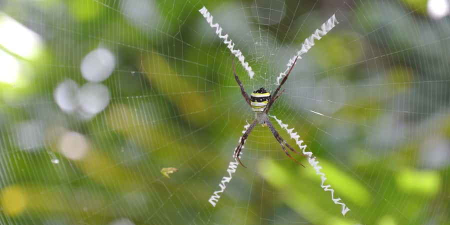 From Chiang Mai: High Mountain Day Trek - Fitness and Safety: Who This Trek Is For