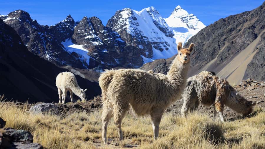 From Cusco: Rainbow Mountain Trek - Quesiuno trailhead at 4,326 meters: alpacas, houses, and the steady climb