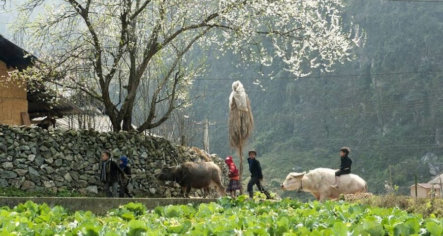 From Hanoi: 3-Day Sapa Trek with Guide, Homestay and Meals - Should You Book This 3-Day Sapa Trek?