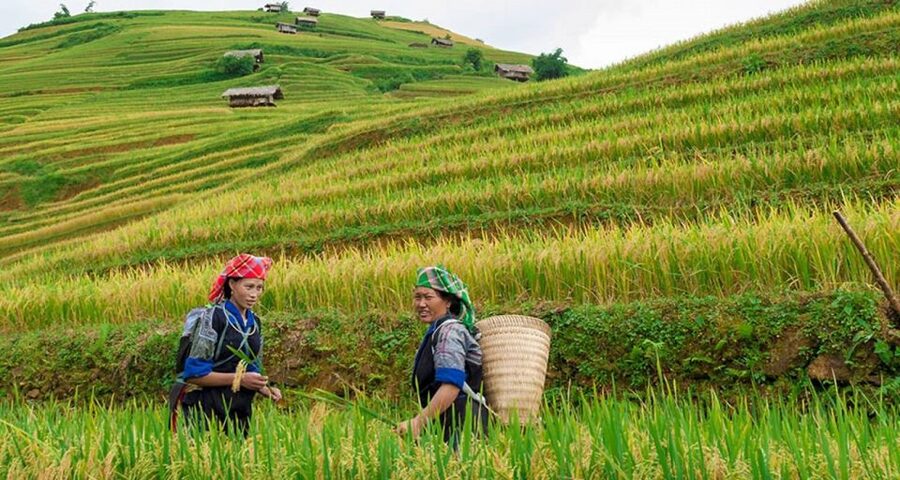 From Hanoi: 3-Day Sapa Trek with Guide, Homestay and Meals - Guides in English: Why Su and Mu Show Up in Good Reviews