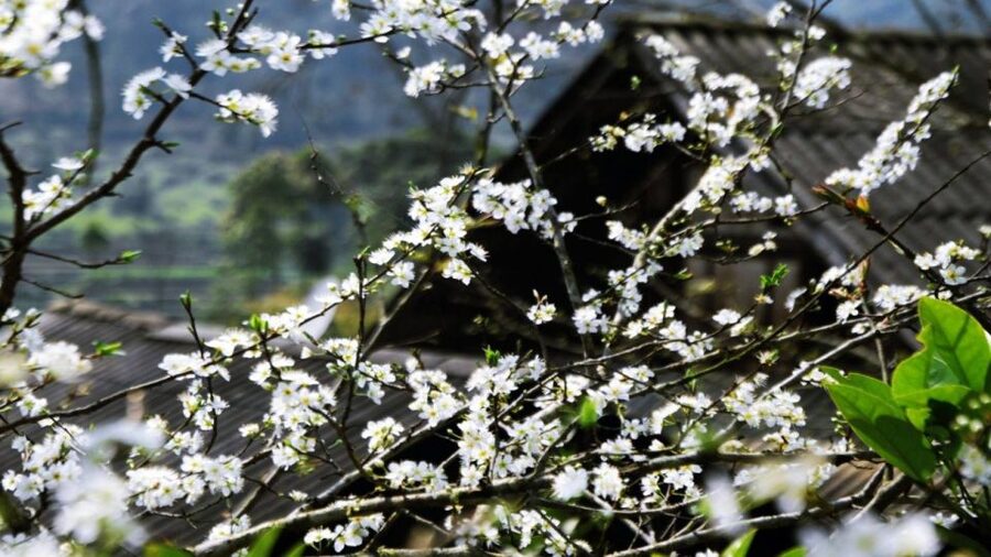 From Hanoi: Sapa 3-Day Medium Trek and Limousine Trip - Day 2: Muong Hoa Valley, Y Linh Ho, Lao Chai, and the Ta Van homestay