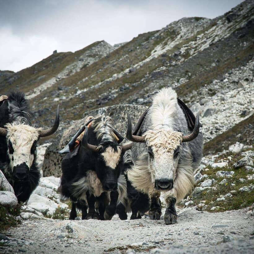 From Kathmandu: Guided Everest Base Camp Trek - Tengboche and the monastery day: panoramic views plus prayer rituals