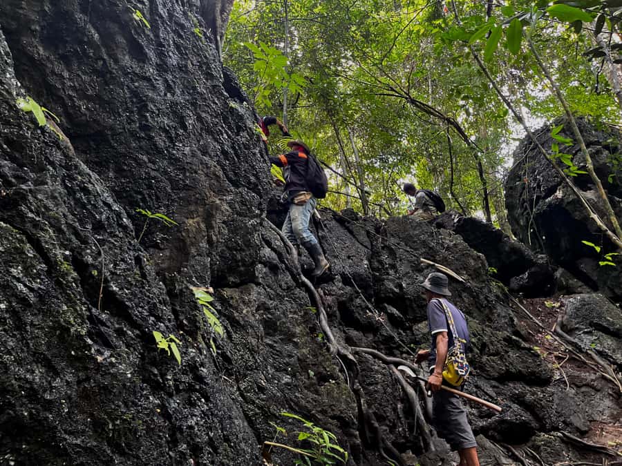 From Khao Sok: Half-Day Rainforest Trek with Local Guides - Price and value: is $70 worth it?