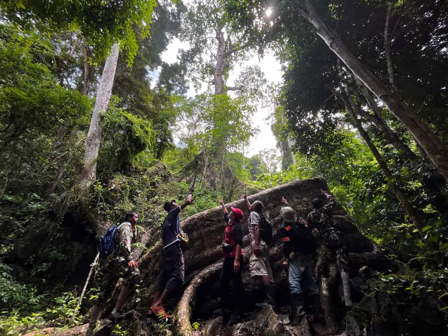 From Khao Sok: Half-Day Rainforest Trek with Local Guides - The 2–3 hour rainforest walk: what you’ll actually be doing