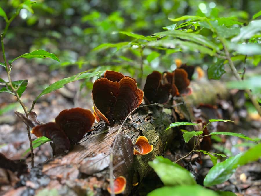 From Khao Sok: Half-Day Rainforest Trek with Local Guides - Coal-making, plantations, and a sustainable living education center