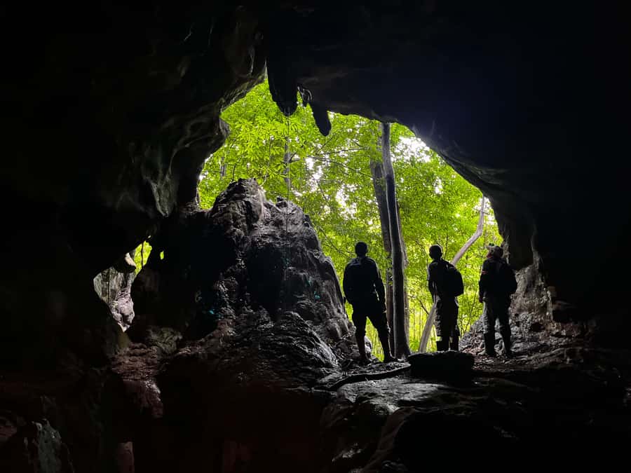 From Khao Sok: Half-Day Rainforest Trek with Local Guides - When trained monkeys show up: the coconut-collection moment