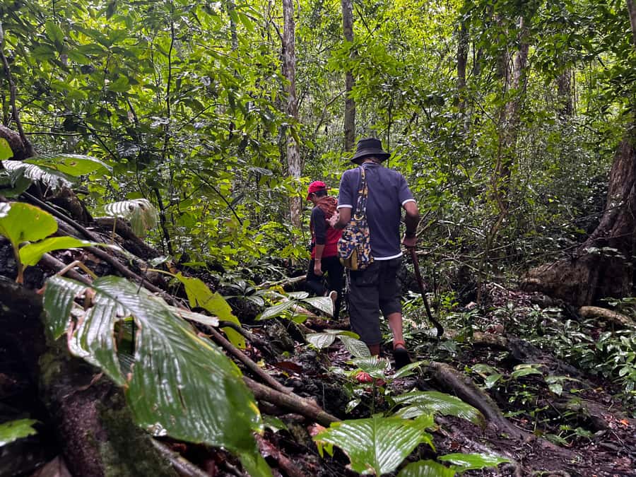 From Khao Sok: Half-Day Rainforest Trek with Local Guides - Packed meal on trek day: what it solves (and what to add)