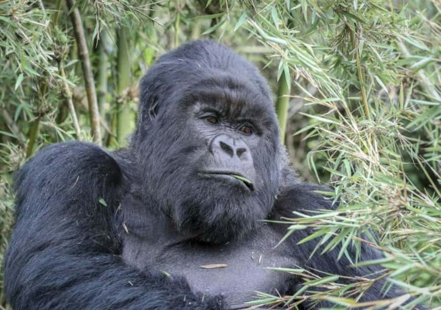 From Kigali: 1-Day Gorilla Trekking in Uganda - Kigali to Mghahinga: the early drive that sets the tone