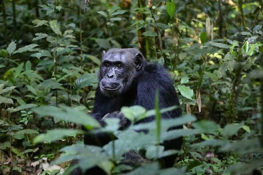 From Kigali: 1-Day Gorilla Trekking in Uganda - The gorilla trek on the Virunga slopes: what the hike feels like
