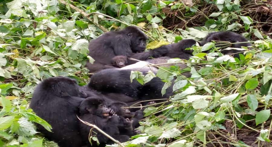 From Kigali: 1-Day Gorilla Trekking in Uganda - Border, breakfast, and meeting rangers at the park headquarters