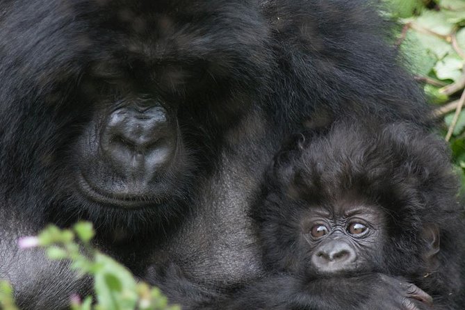 From Kigali: 10 Hour Day-trip Rwanda Gorilla Trekking with Lunch - Volcanoes National Park: why the rules matter before you trek