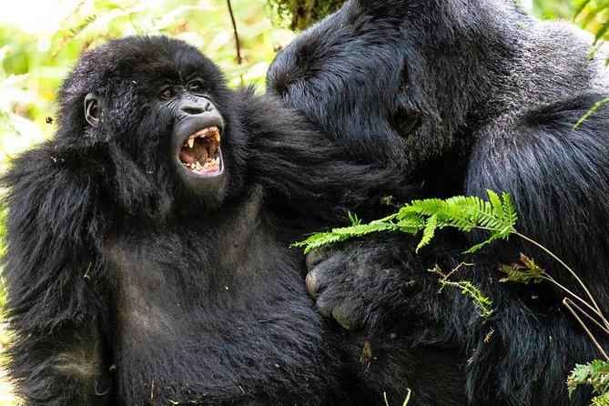 From Kigali: 10 Hour Day-trip Rwanda Gorilla Trekking with Lunch - Inside the trek: pacing, rangers, and the one-hour window