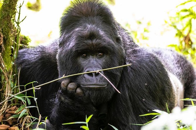 From Kigali: 10 Hour Day-trip Rwanda Gorilla Trekking with Lunch - 4x4 vehicle, water, and lunch: small comforts on a long day