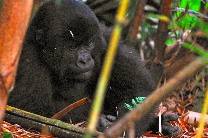 From Kigali: 10 Hour Day-trip Rwanda Gorilla Trekking with Lunch - Price and value: what $332.86 really covers