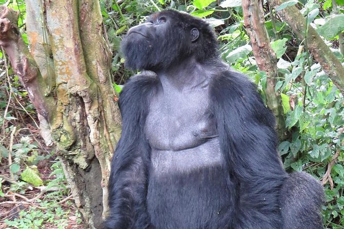 From Kigali: 10 Hour Day-trip Rwanda Gorilla Trekking with Lunch - How to prep so the day feels manageable
