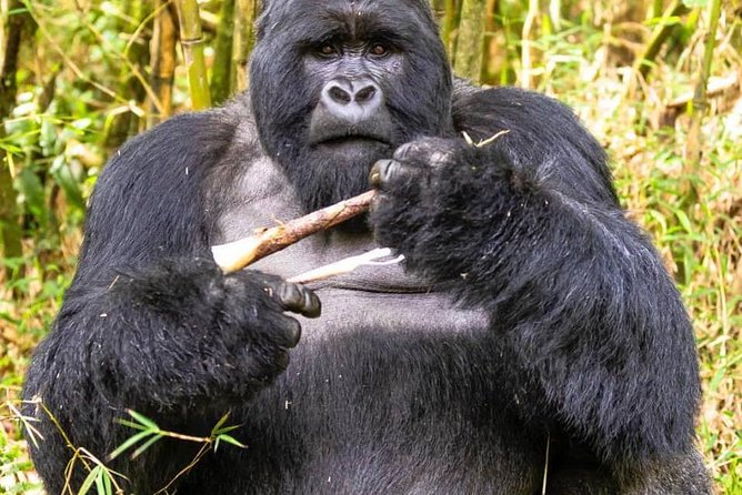 From Kigali: 10 Hour Day-trip Rwanda Gorilla Trekking with Lunch - The people factor: guidance and paperwork support