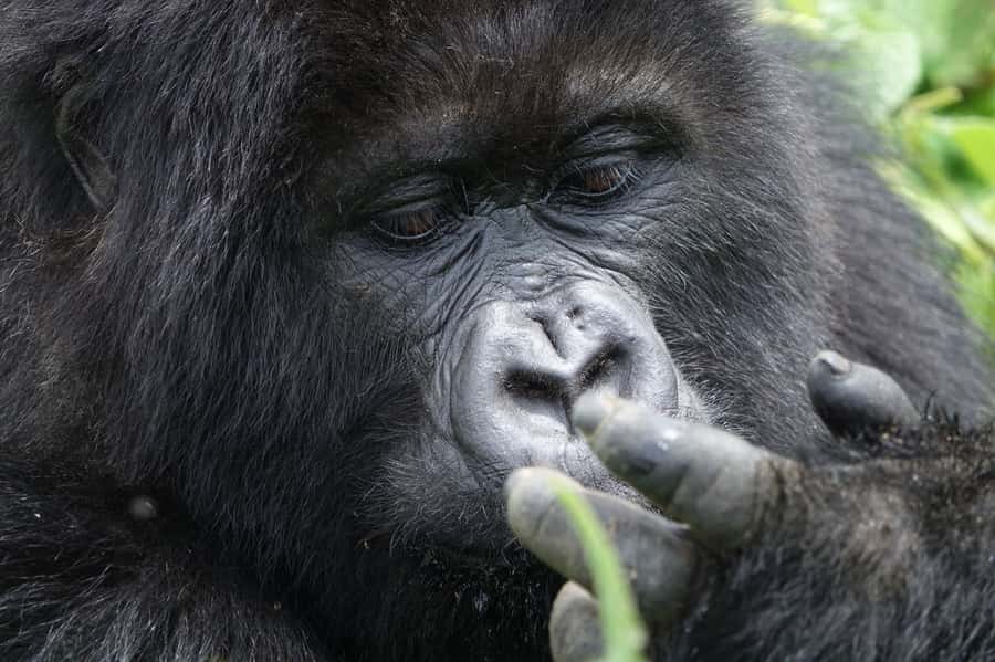 From Kigali: 2-Day Gorilla Trek: Bwindi Nat Park - Your One Hour With Gorillas: Rules, Surprises, and Patience