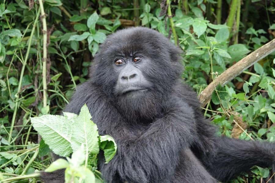 From Kigali: 2-Day Gorilla Trek: Bwindi Nat Park - Transfer Back to Kigali: The Plan After the Trek