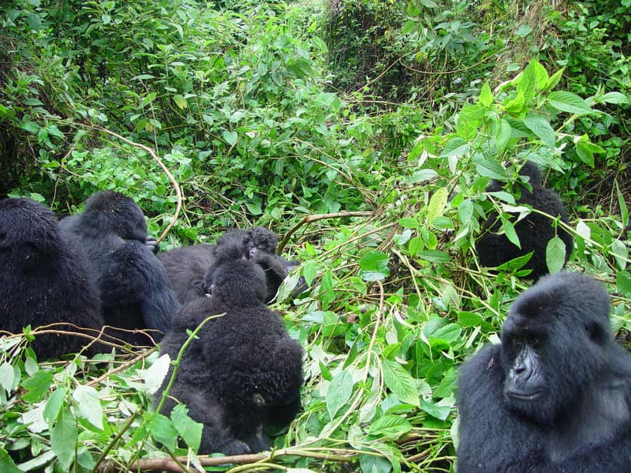 From Kigali: 2-Day Gorilla Trek: Bwindi Nat Park - What You Pay: $560 Tour Cost vs. the Real Gorilla-Trek Total